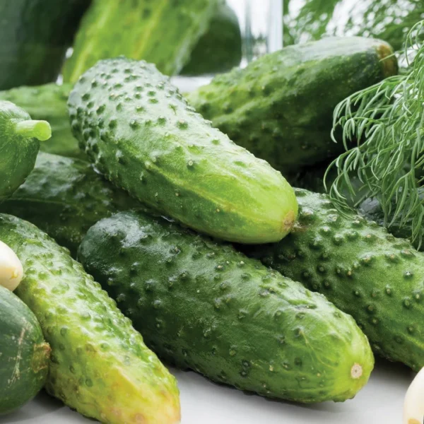 Pickling Cucumbers - Basket
