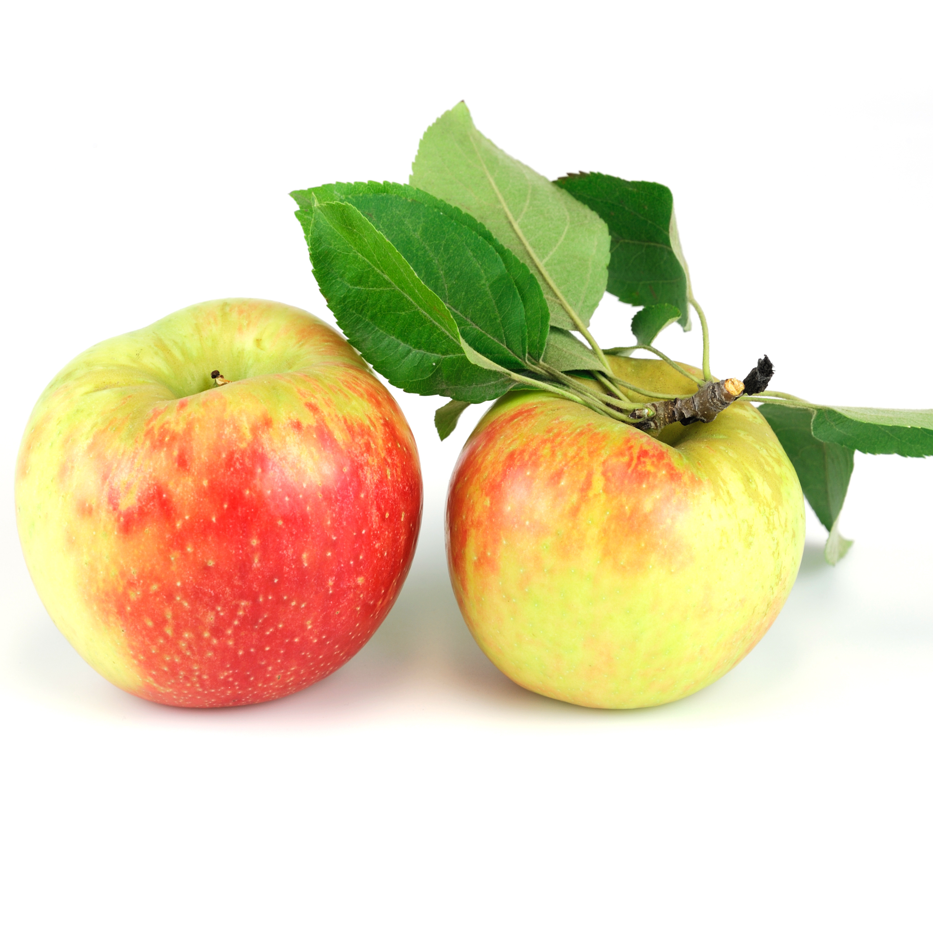 Fruit Traders Fresh Honeycrisp Apple - Medium to Large Size [Set 0F 3]