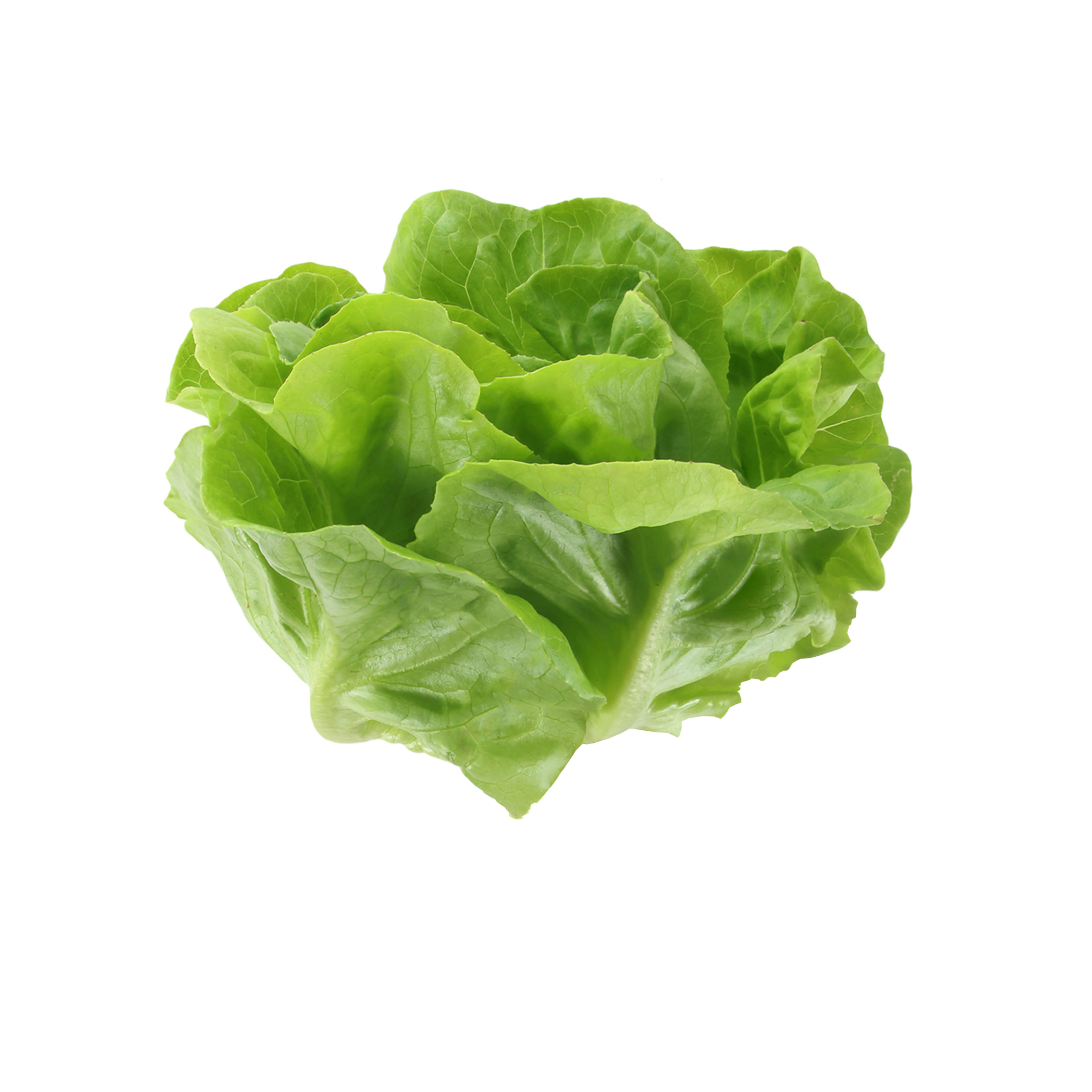 Little Gem Romaine Lettuce 1 Head Walnut Creek Farm
