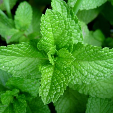 1 Bunch of Mint