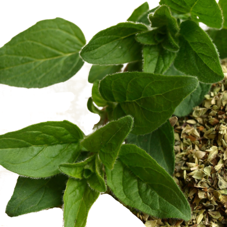 Oregano - 1 Bunch
