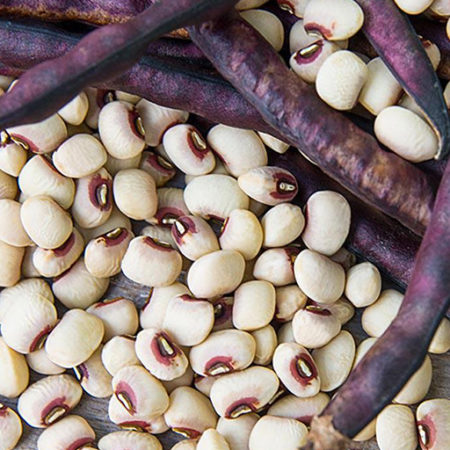 Purple Hull Peas - 1lb. (FRESH) - Walnut Creek Farm