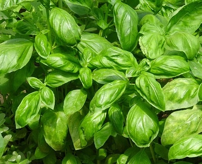 Basil - 1 Bunch