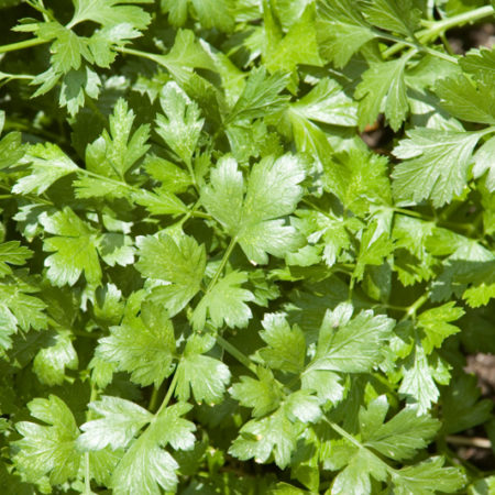 Cilantro - 1 Bunch