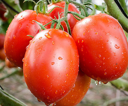 Roma Tomatoes – Case
