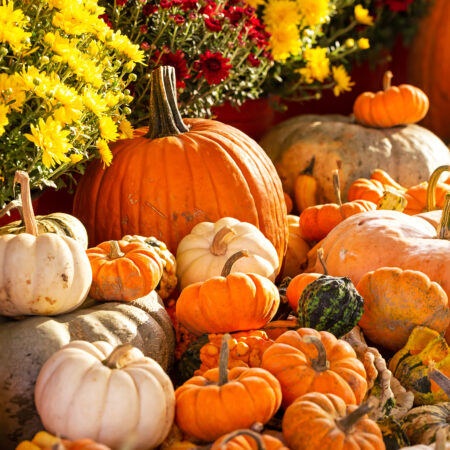 Pumpkin Delivery & Packages