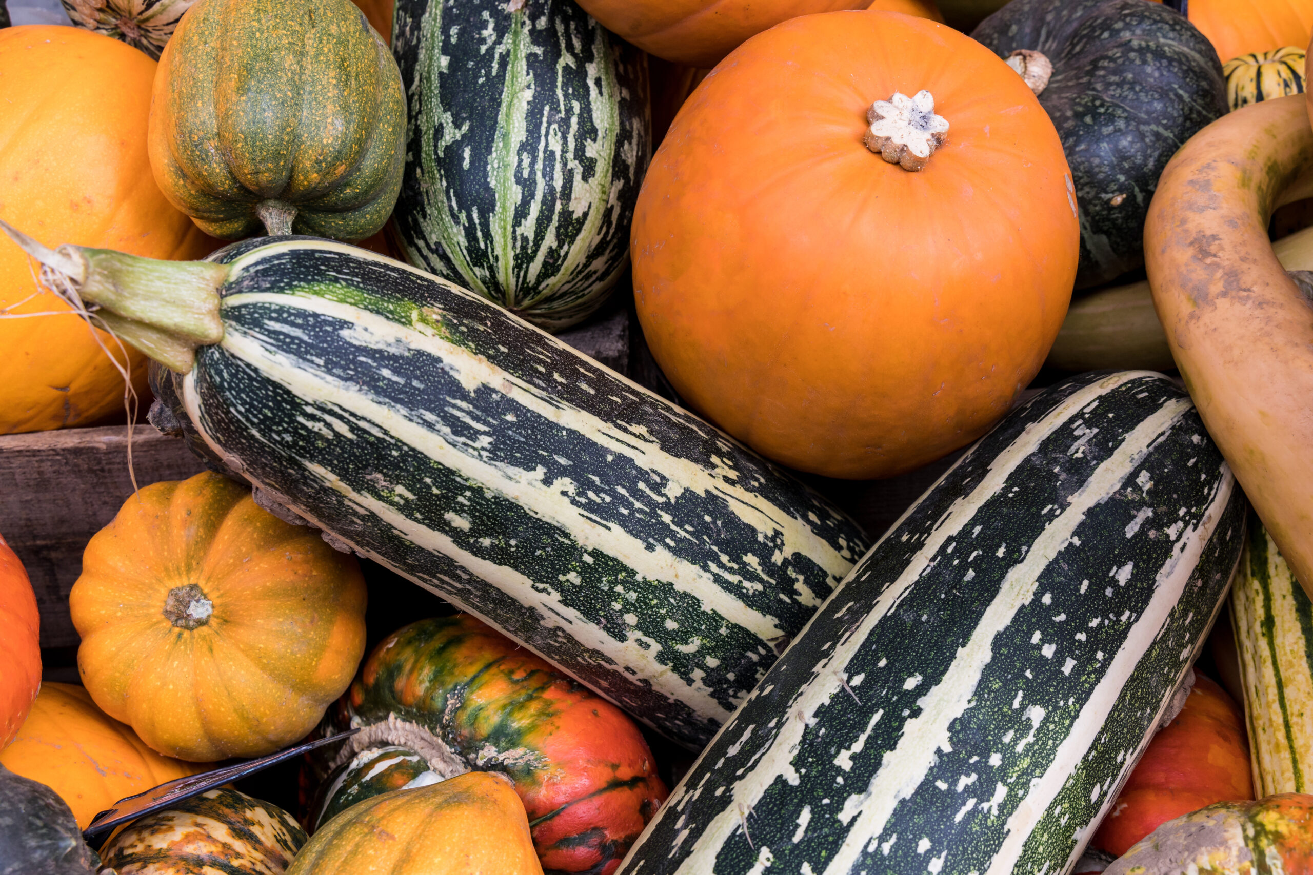 Fantastic pumpkin package