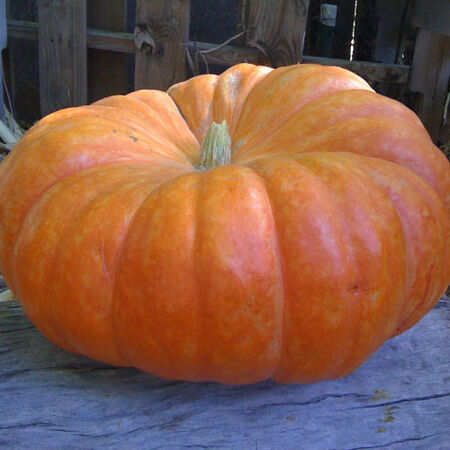 Cinderella Pumpkin