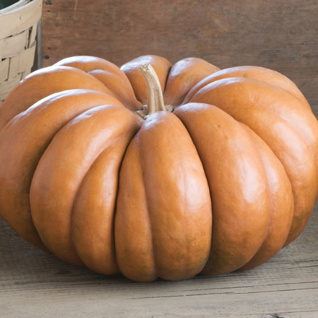 Fairytale Pumpkin