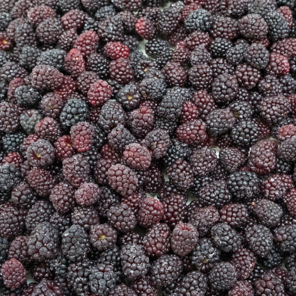 frozen blackberries