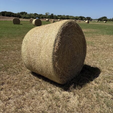 Hay Coastal
