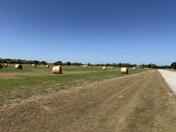 Hay Coastal - Image 2