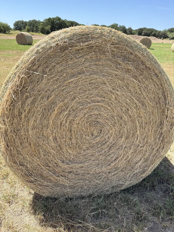 Hay Coastal - Image 4