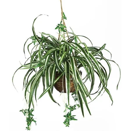 Spider Plant