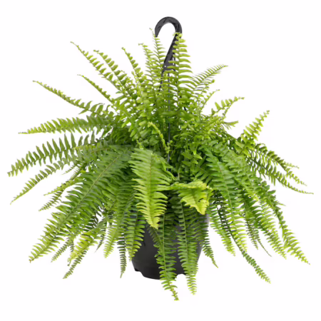 Boston Fern