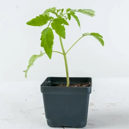 Big Beef Tomato Plant