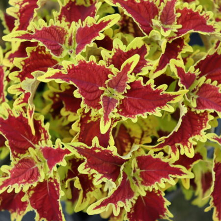 Coleus Plant (Copperhead)