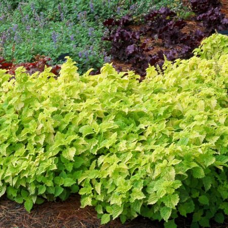 Coleus Plant