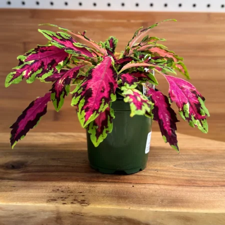 Coleus Plant Spit Fire