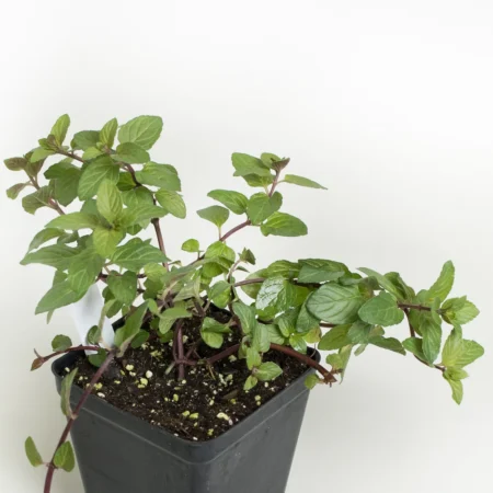 Mint 'Chocolate' Plant