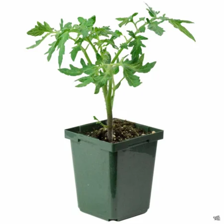 "Lemon Boy" Tomato plant