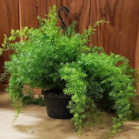 Asparagus Fern