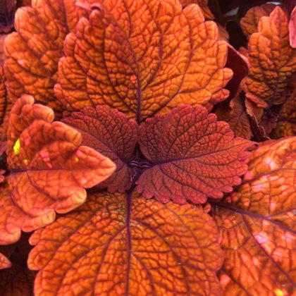 Coleus Plant Inferno