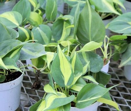 Philodendron Cordatum Brazil 6in
