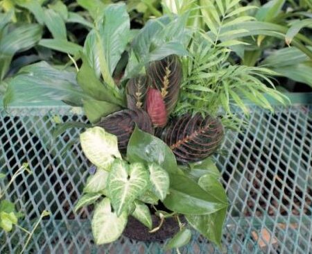 8in Dish Garden
