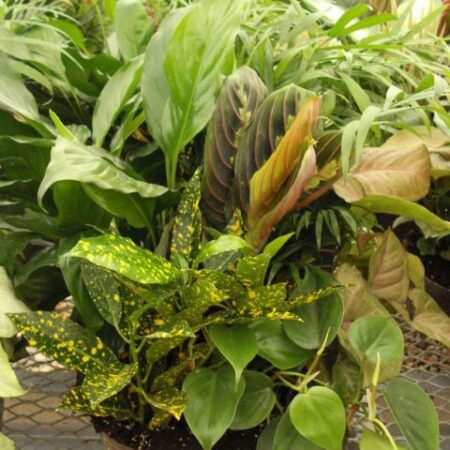 Bowl Garden