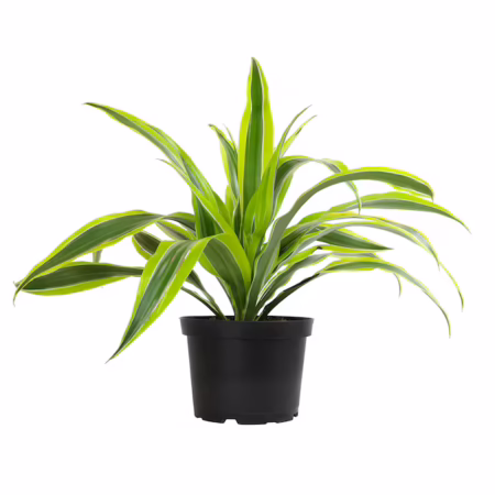 Dracaena lemon lime