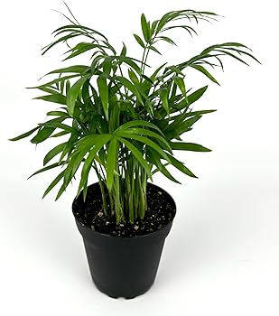 Parlor Palm