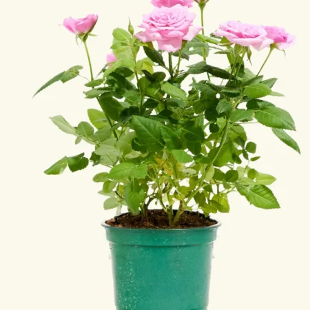 Mini Rose