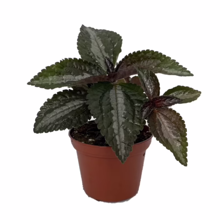 Pilea cadierei 'Aluminum Plant'
