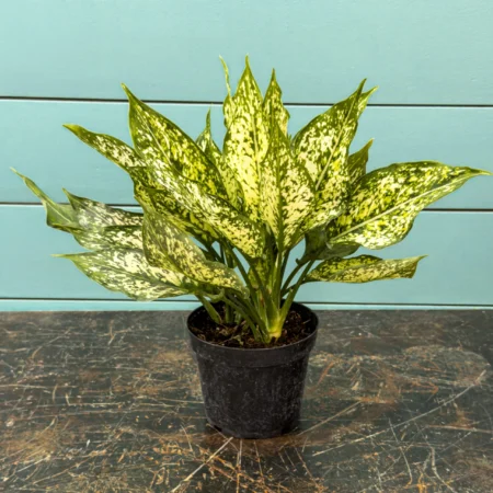 Aglaonema Spring Snow