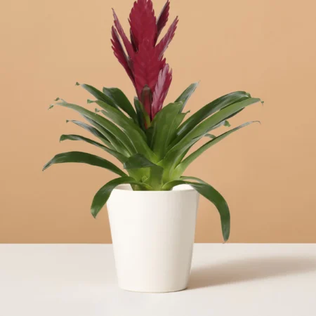 Bromeliaceae